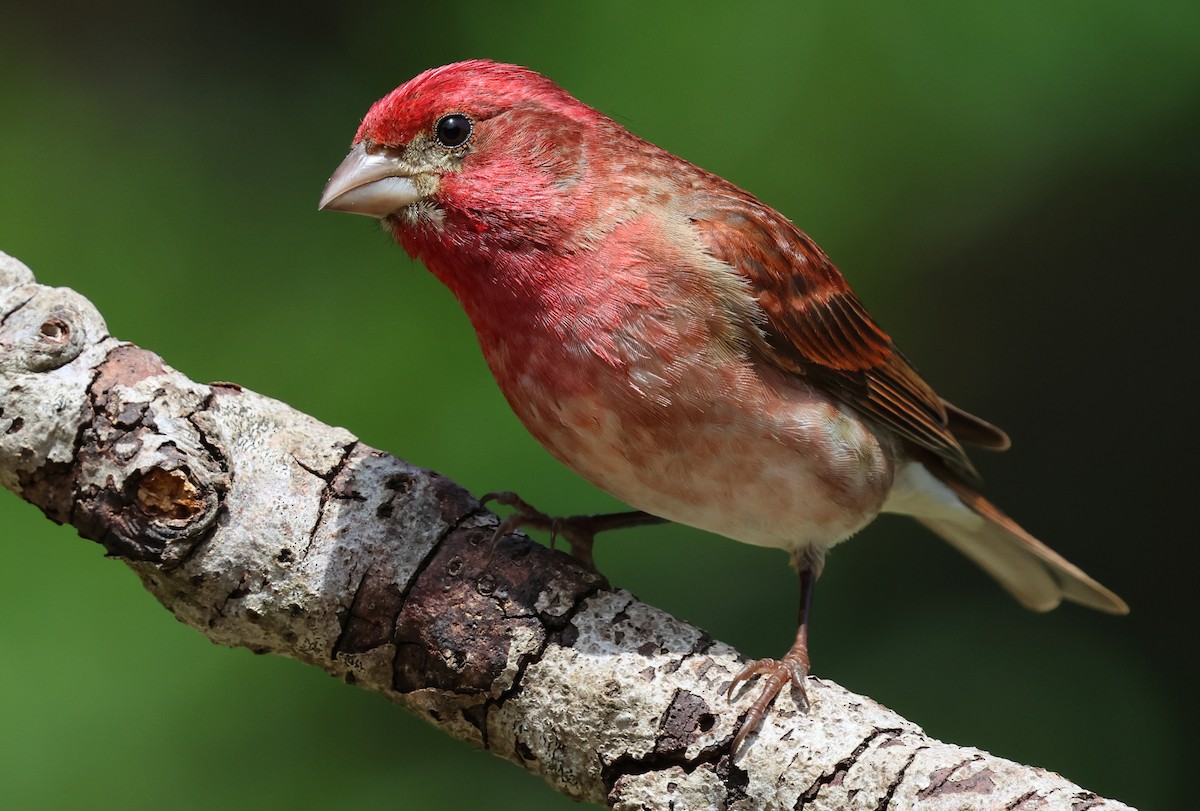 Purple Finch - ML657510641