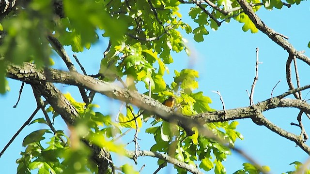 Baltimore Oriole - ML657510715