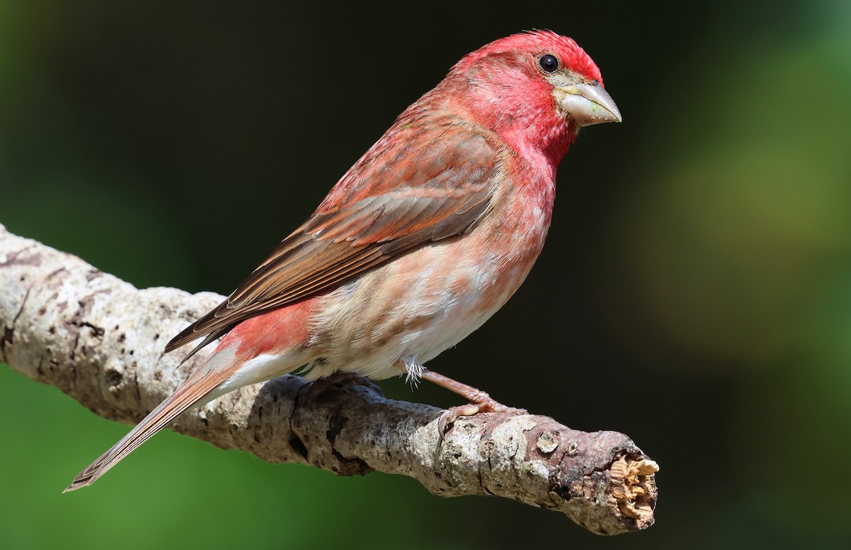 Purple Finch - ML657510805