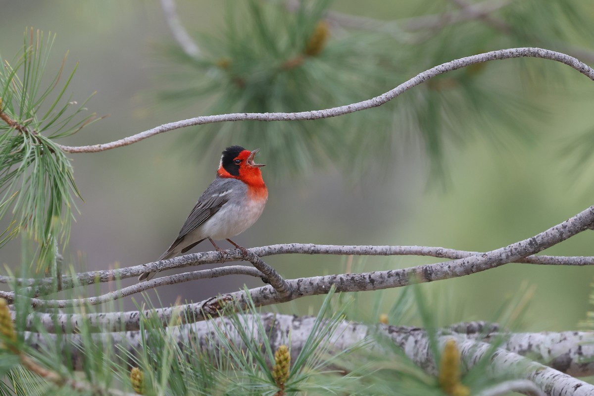 Paruline à face rouge - ML657510824