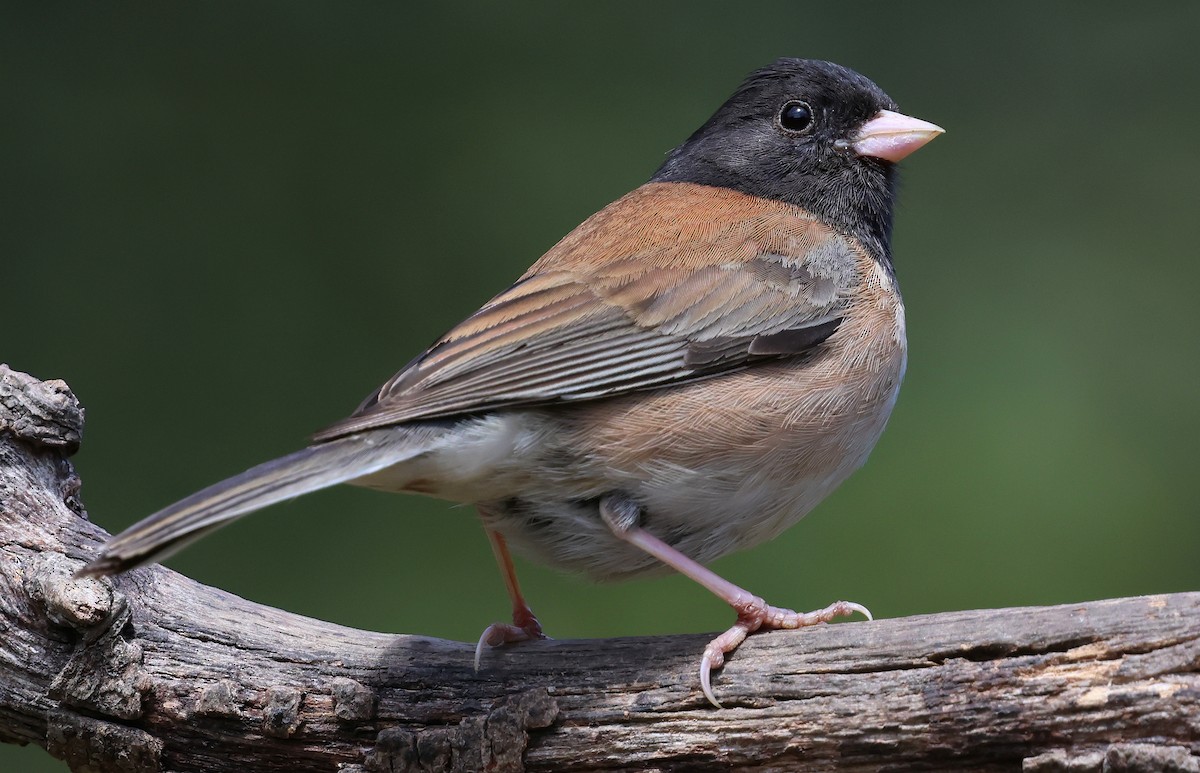 Dark-eyed Junco - ML657510914