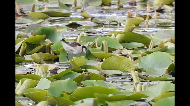 Wilson's Phalarope - ML657510925