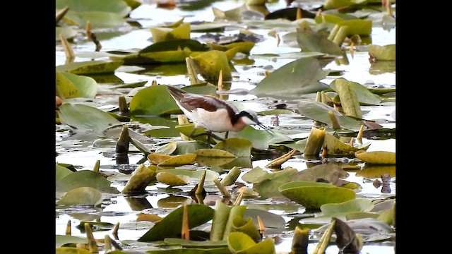 Wilson's Phalarope - ML657510926