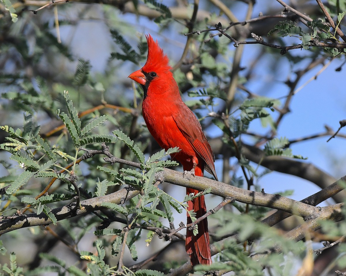 Cardinal rouge - ML657511016