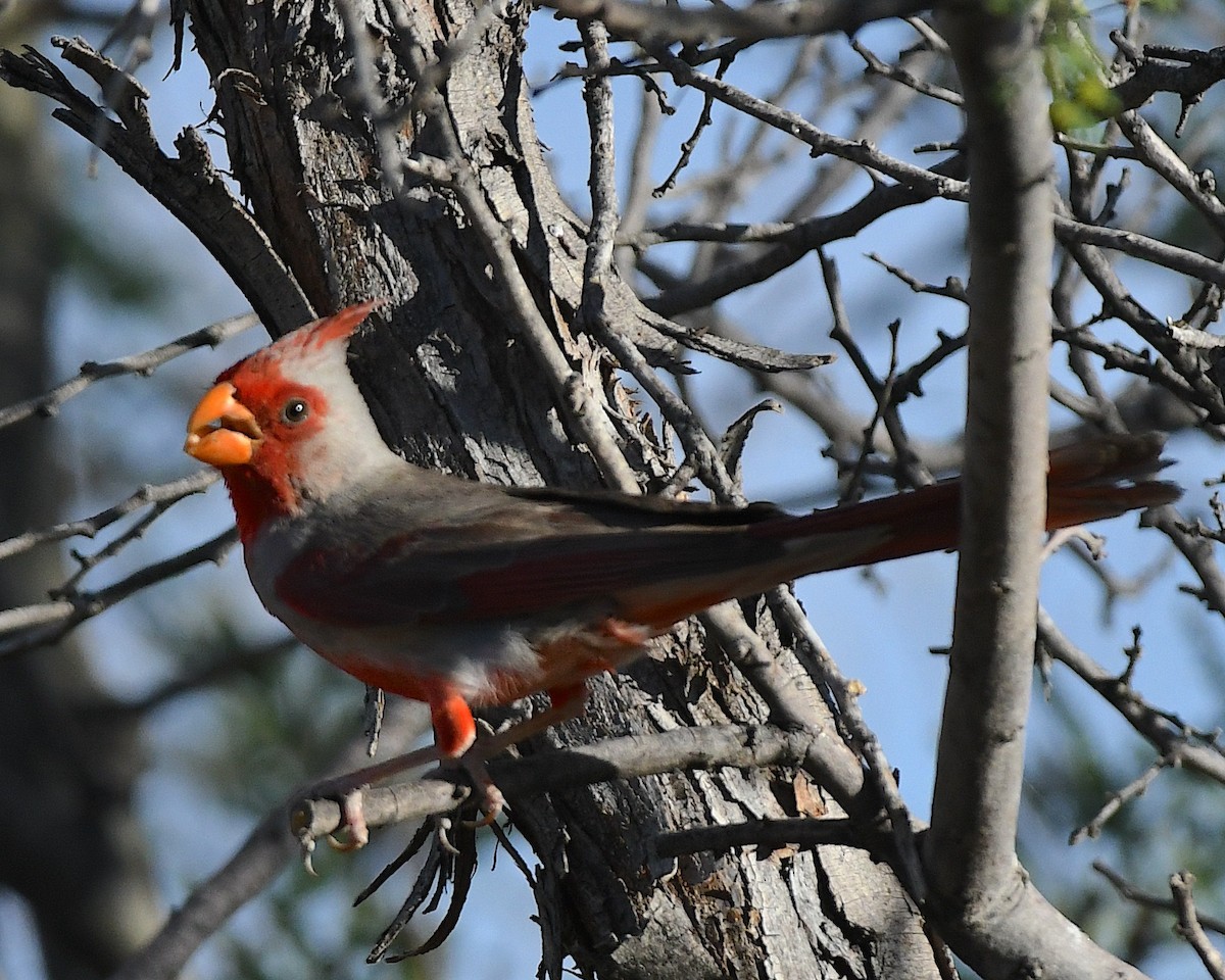 Cardinal pyrrhuloxia - ML657511071