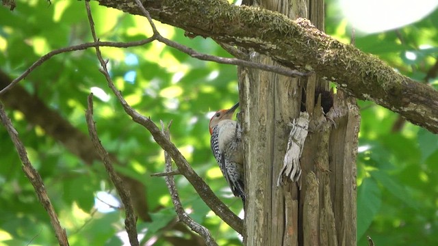 Red-bellied Woodpecker - ML657511074