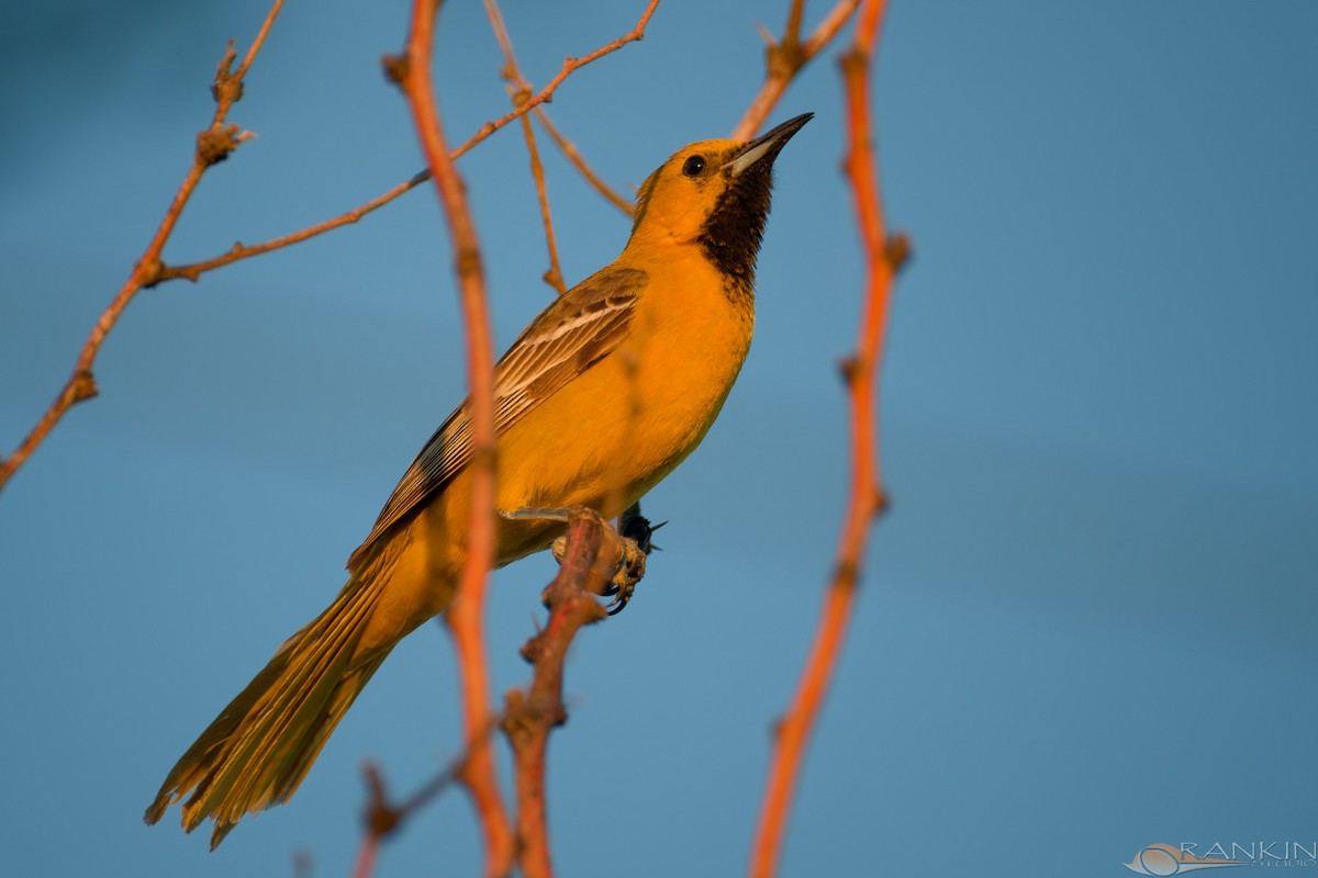 Hooded Oriole - ML657511119