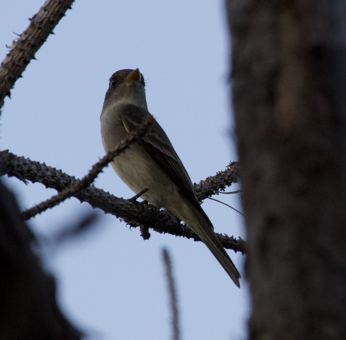 Eastern Wood-Pewee - ML657511122