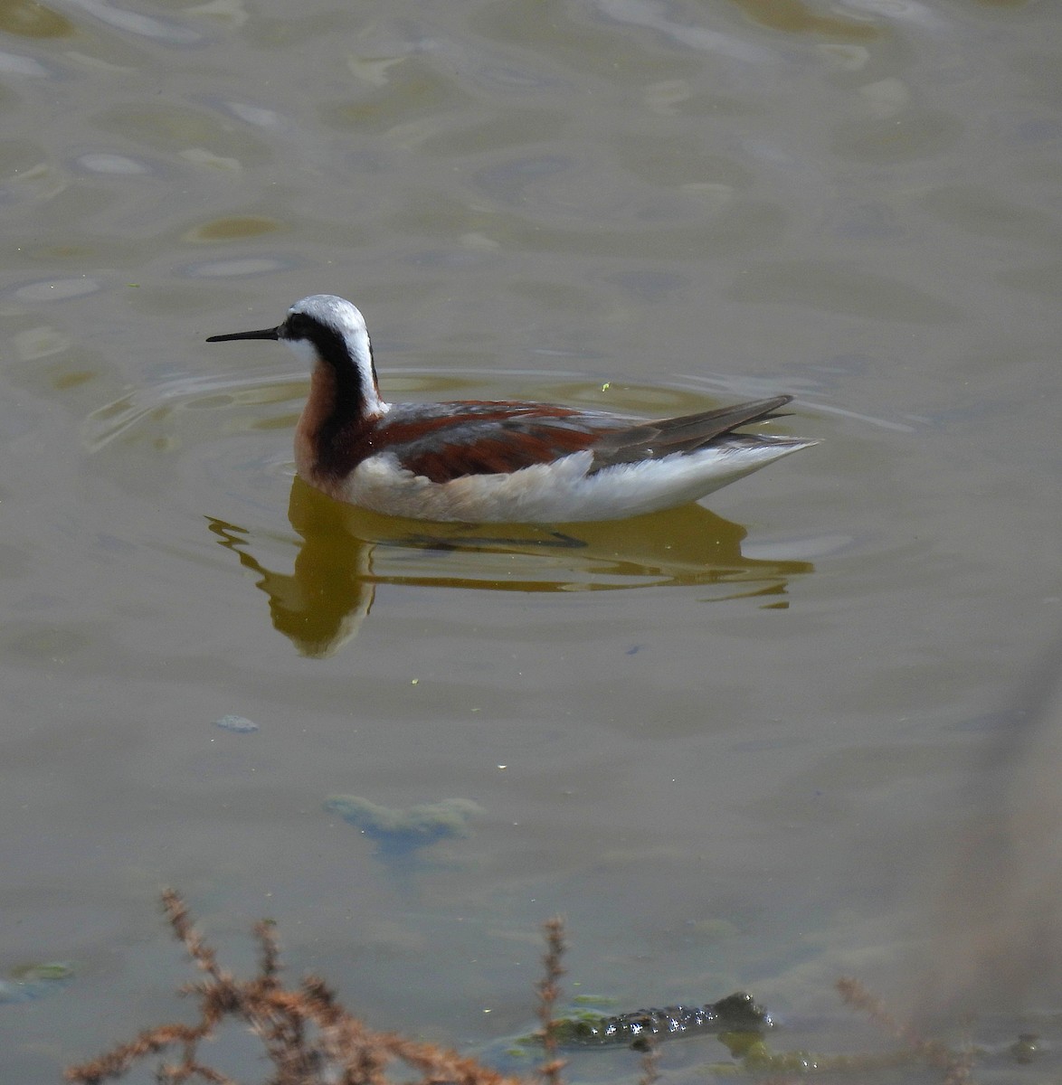 Wilson's Phalarope - ML657511123