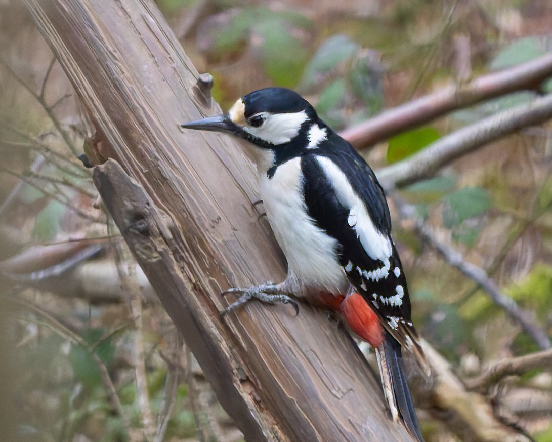 Great Spotted Woodpecker - ML657511124