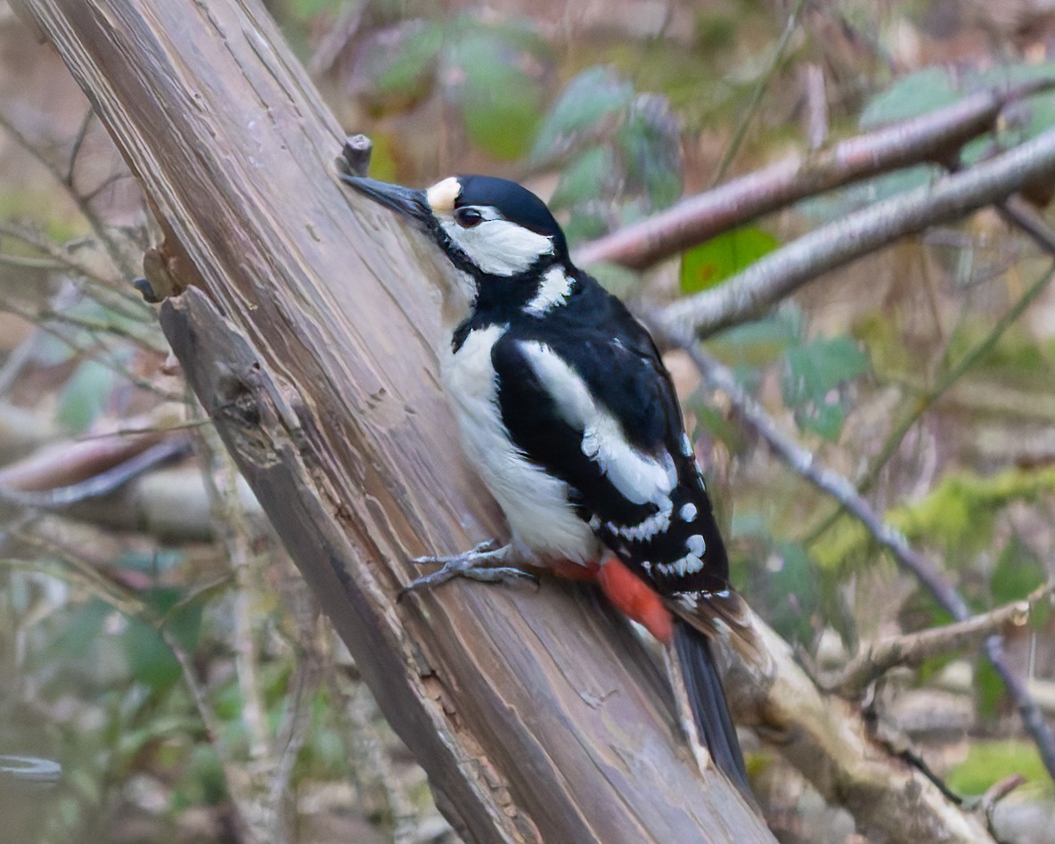 Great Spotted Woodpecker - ML657511125