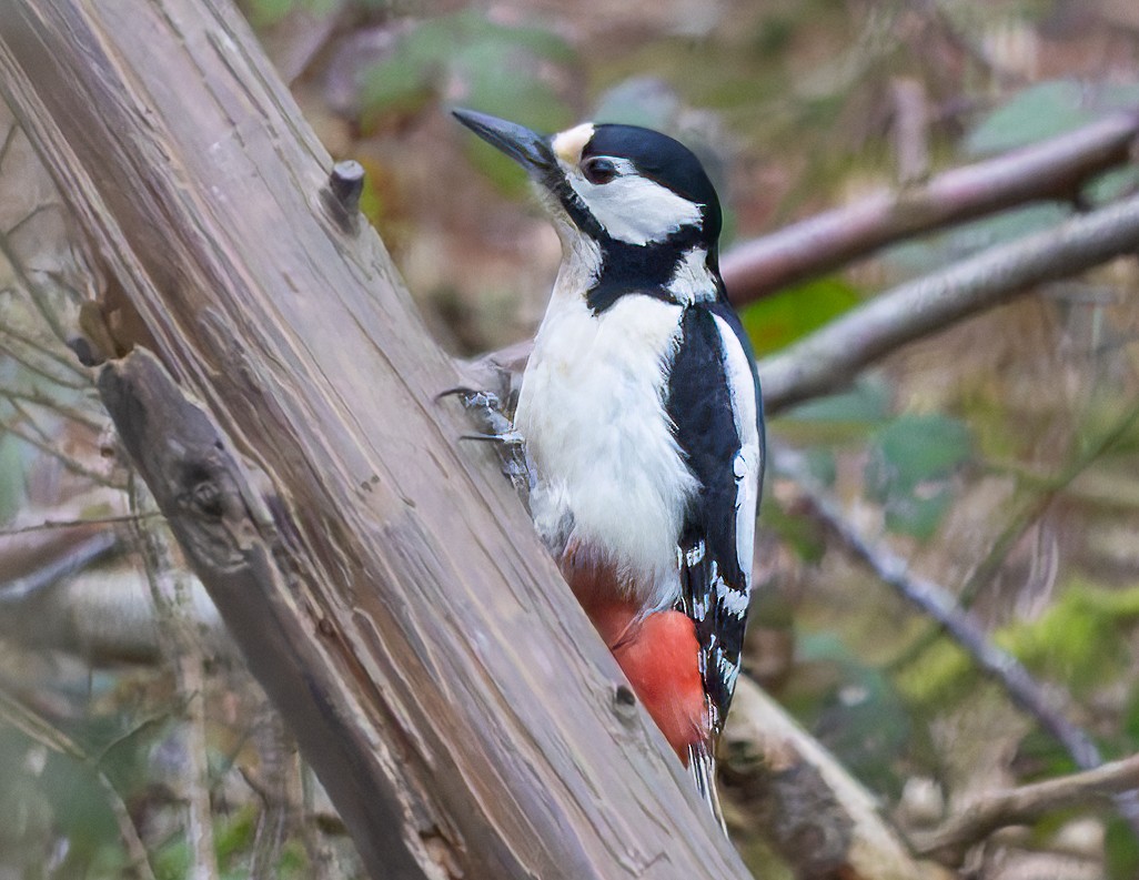 Great Spotted Woodpecker - ML657511126
