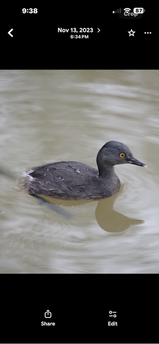 Least Grebe - ML657511128