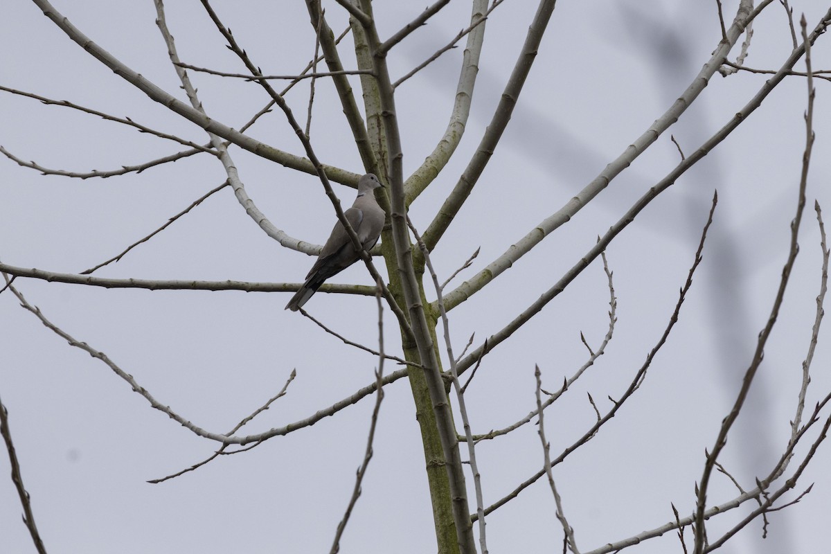 灰斑鳩 - ML657511130