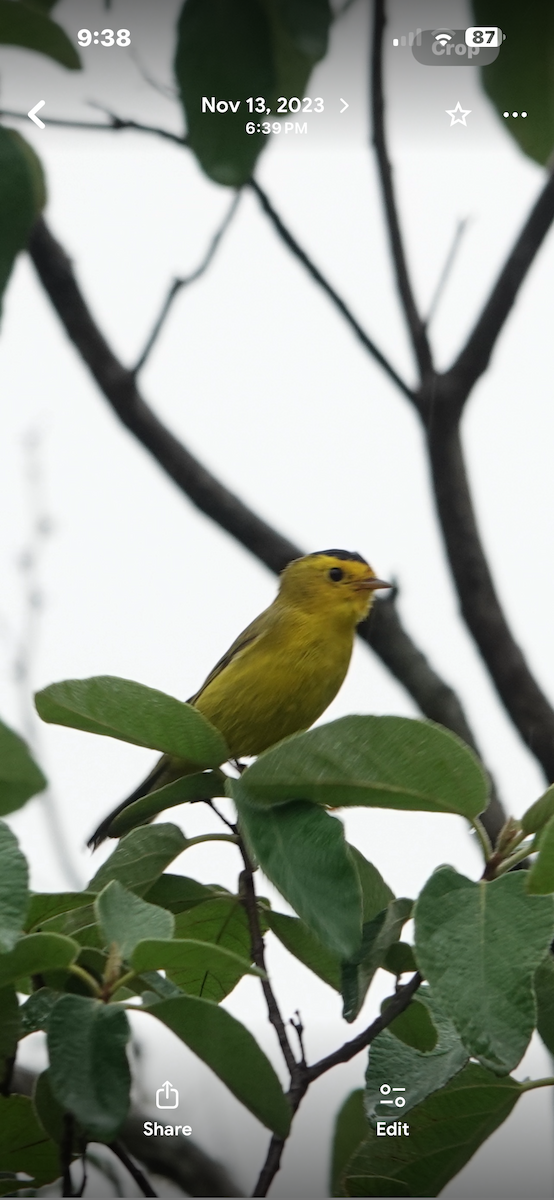 Wilson's Warbler - ML657511133
