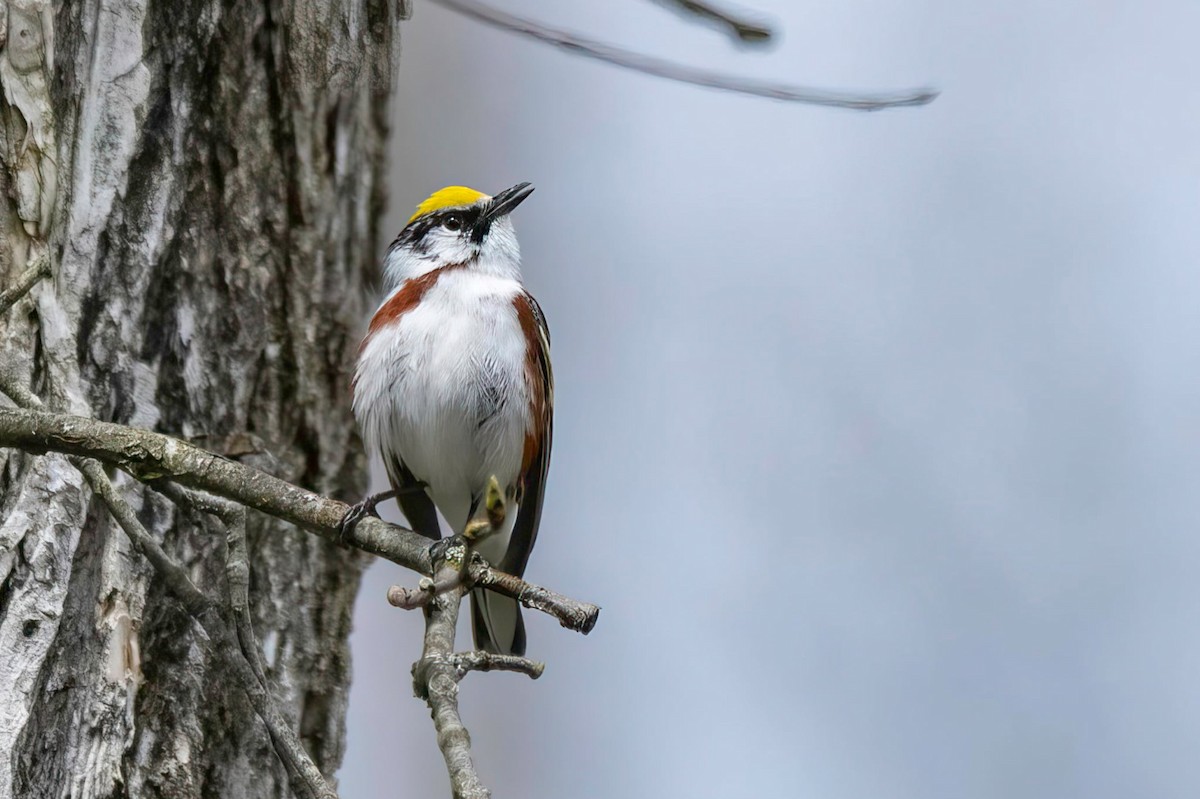Chestnut-sided Warbler - ML657511135