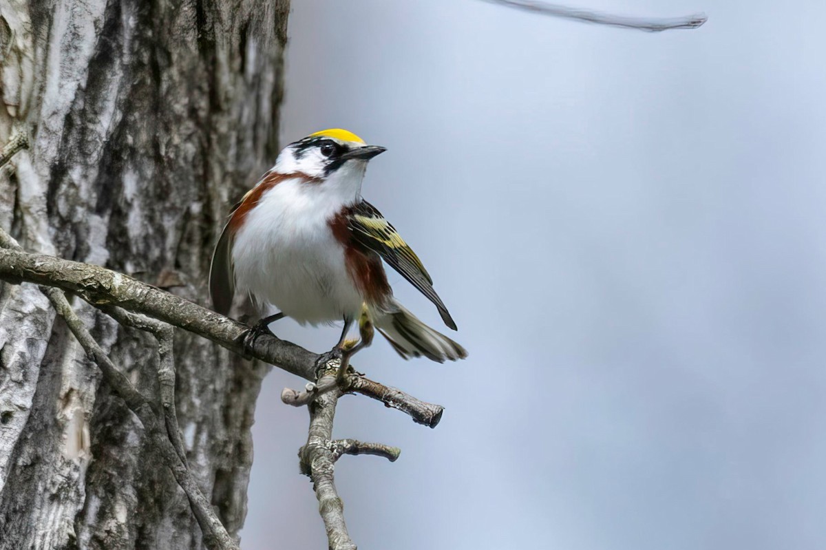 Chestnut-sided Warbler - ML657511136