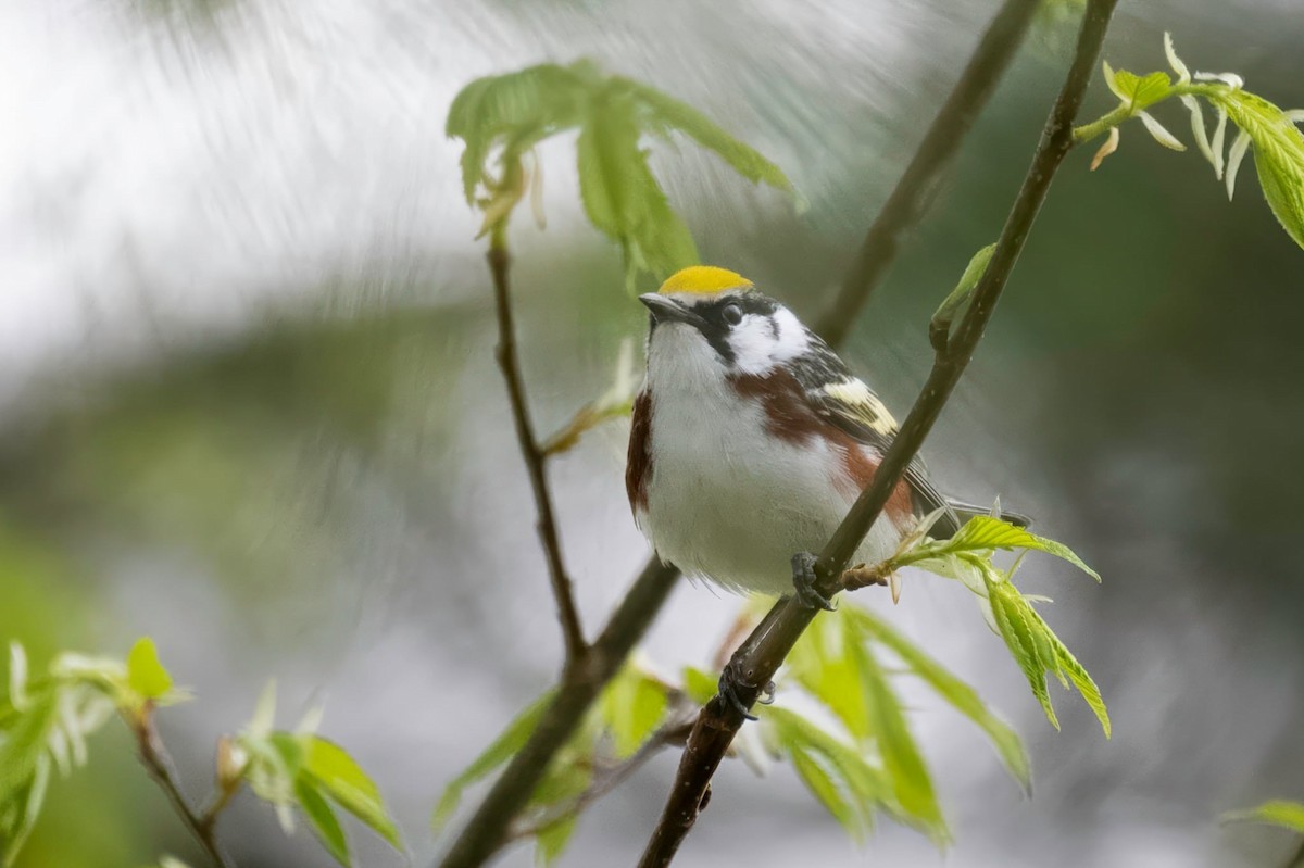 Chestnut-sided Warbler - ML657511137