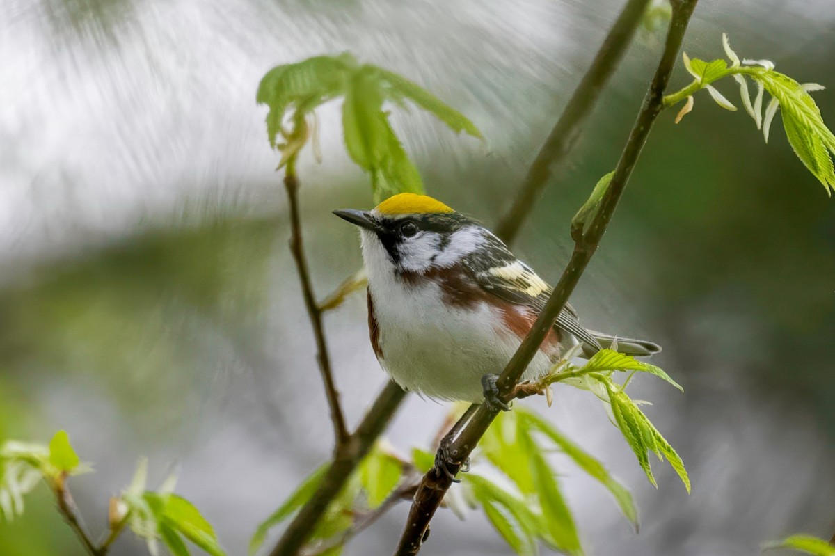 Chestnut-sided Warbler - ML657511138