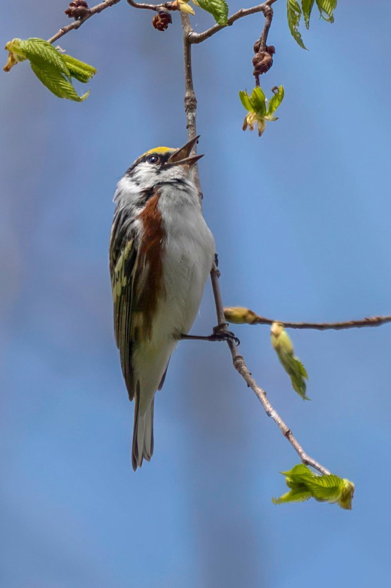 Chestnut-sided Warbler - ML657511139