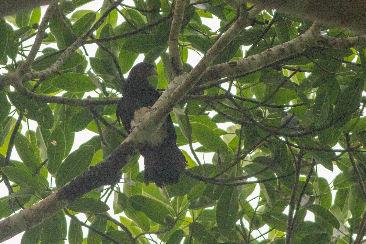 Red-throated Caracara - ML657511141