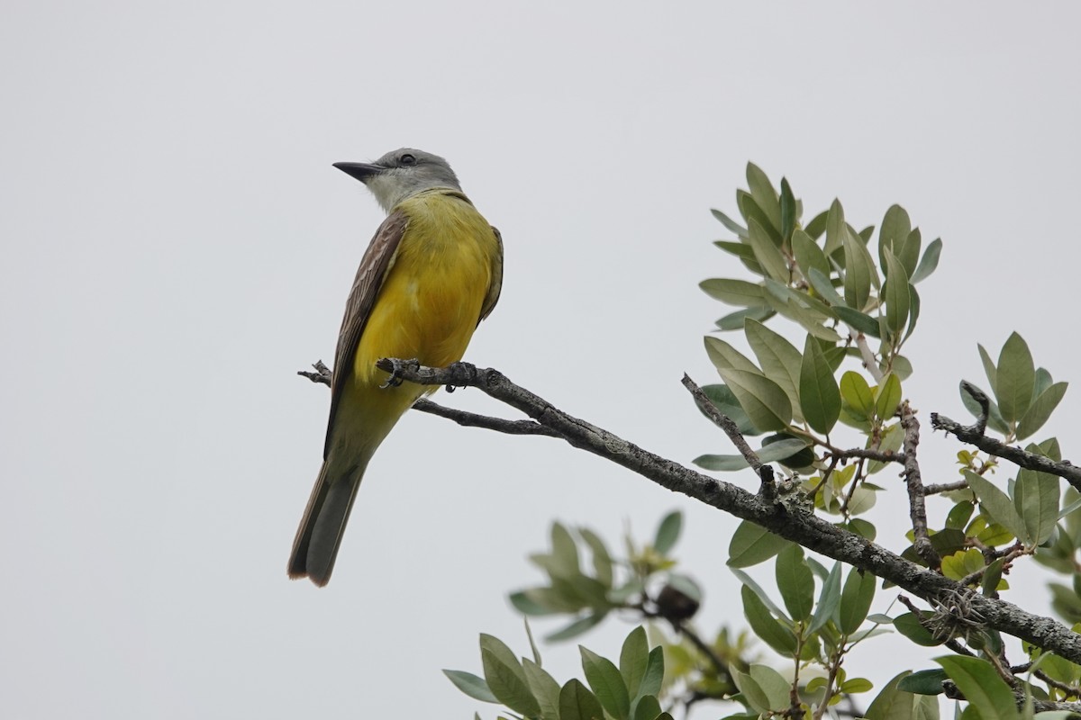 Couch's Kingbird - ML657511143