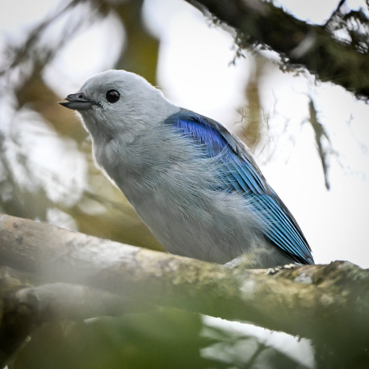 Blue-gray Tanager - ML657511146