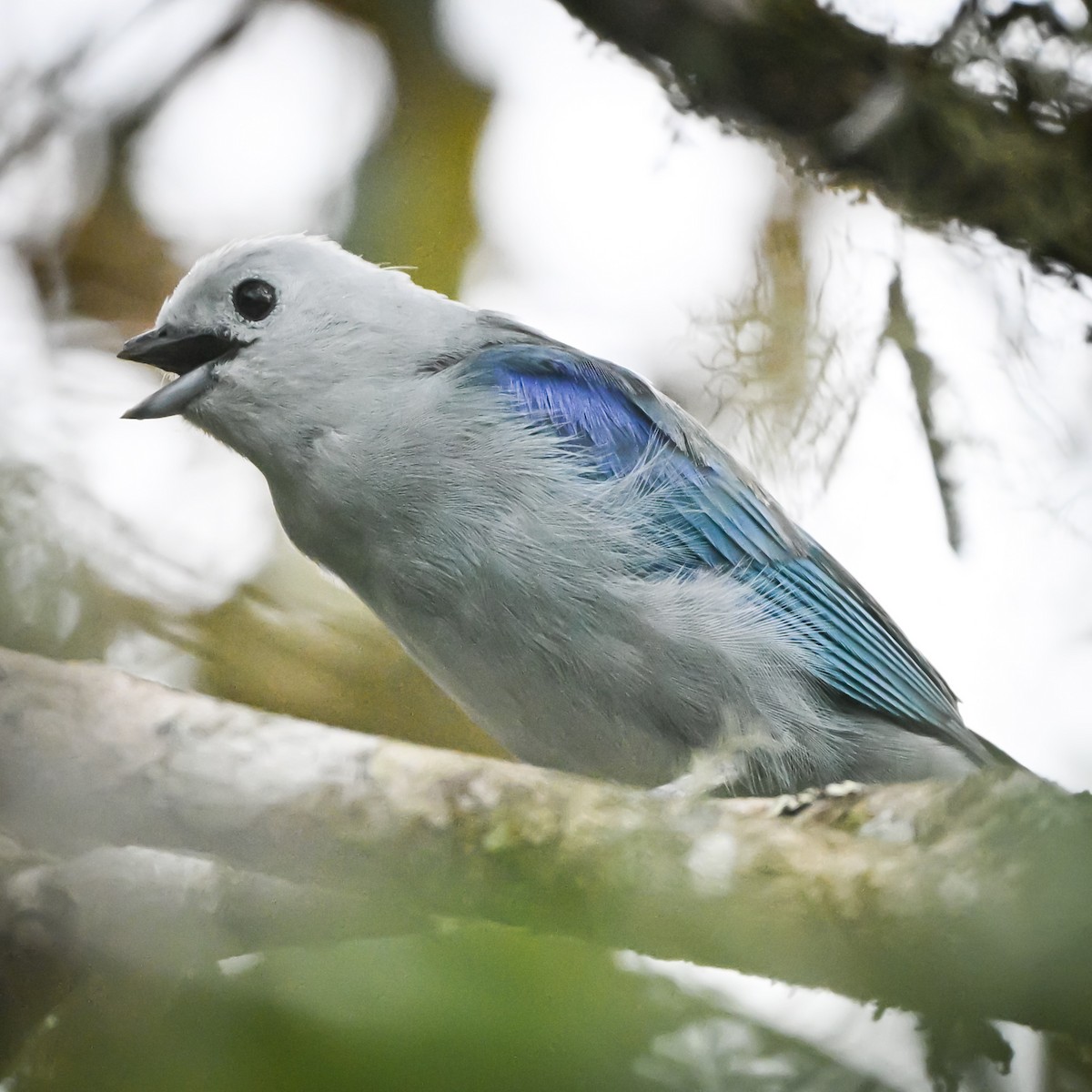 Blue-gray Tanager - ML657511147
