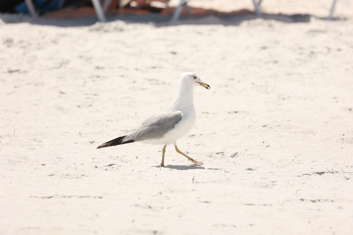 Ring-billed Gull - ML657511148