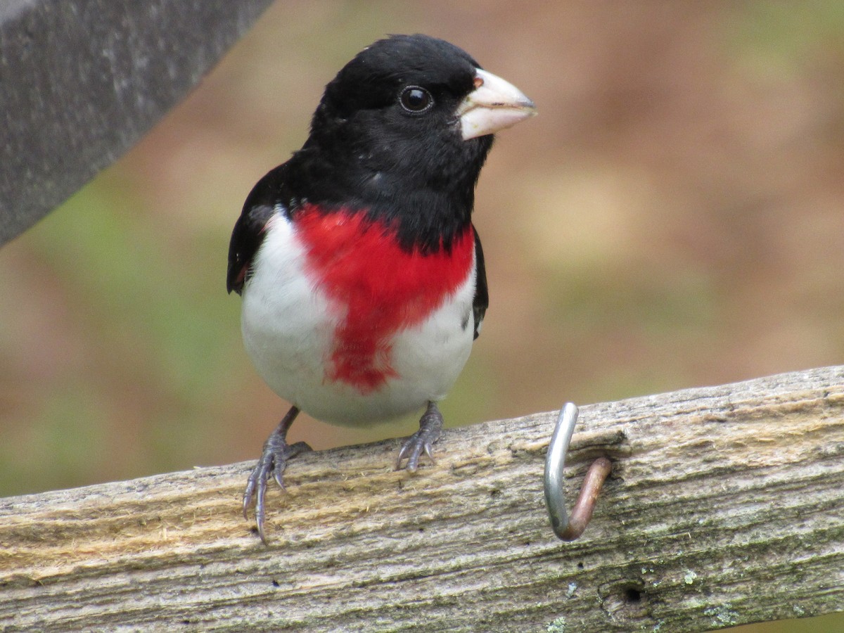 Rose-breasted Grosbeak - ML657511151