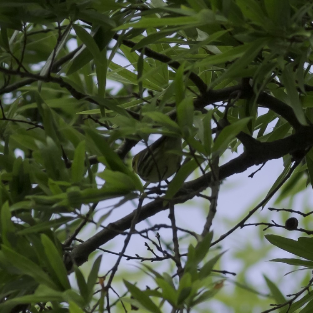 Black-throated Green Warbler - ML657511153