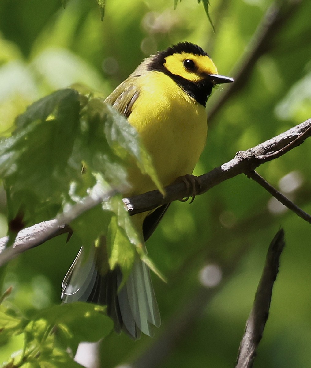 Hooded Warbler - ML657511154