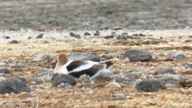 American Avocet - ML657511156