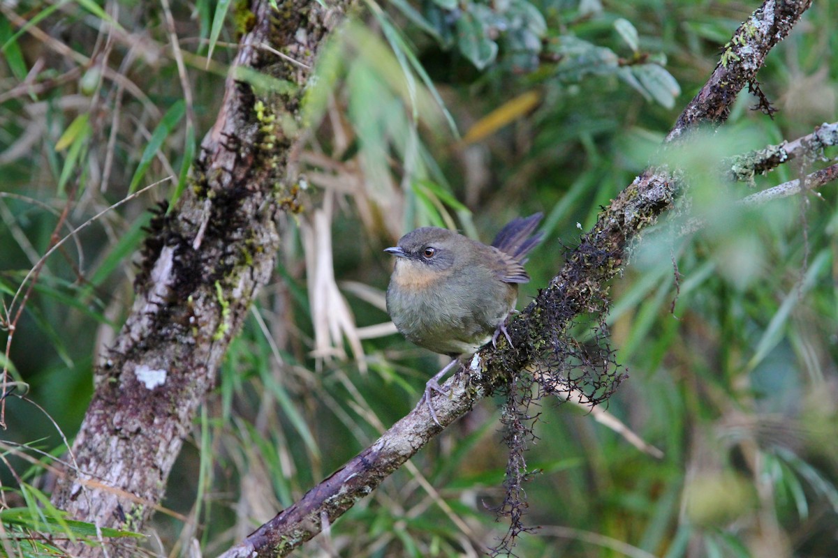 Sri Lanka Bush Warbler - Christoph Moning