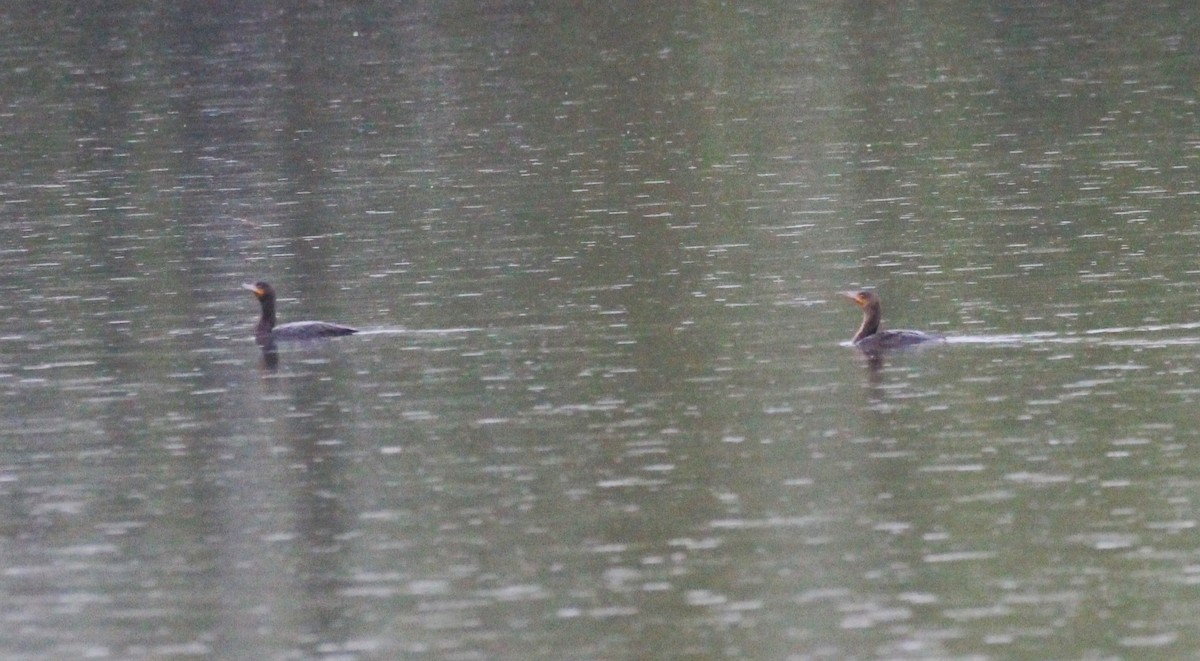 Double-crested Cormorant - ML657511350