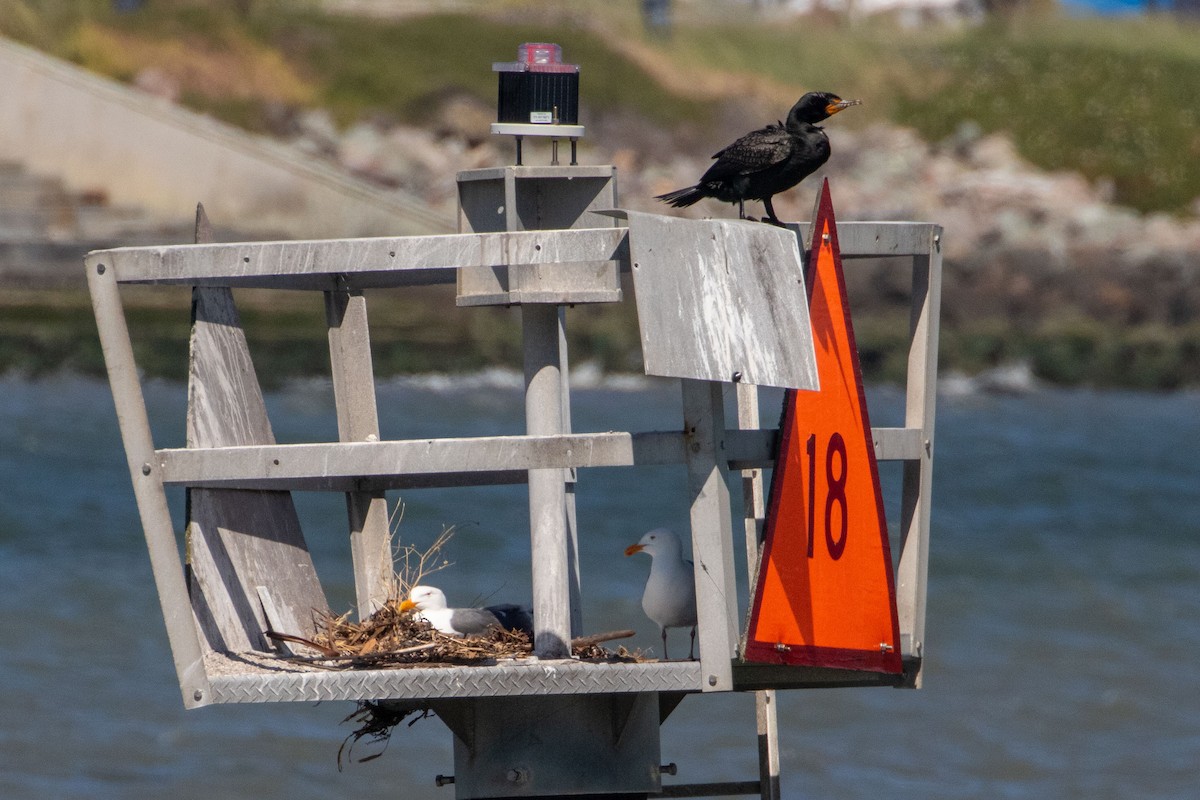 Double-crested Cormorant - ML657511363