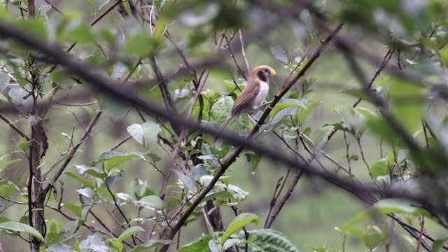 Spot-breasted Parrotbill - ML657511408