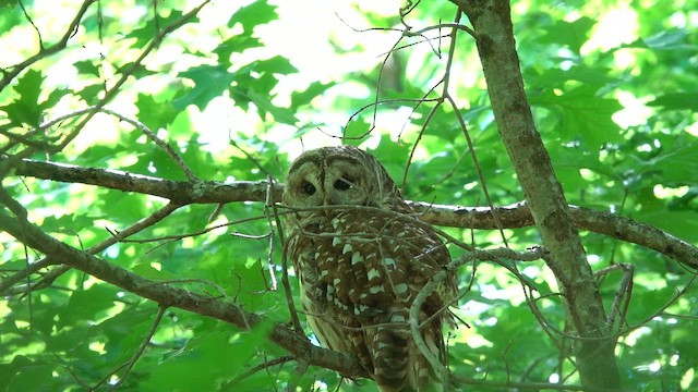 Barred Owl - ML657511426