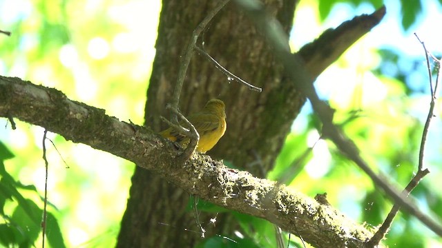 Summer Tanager - ML657511637
