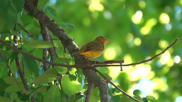 Summer Tanager - ML657511654