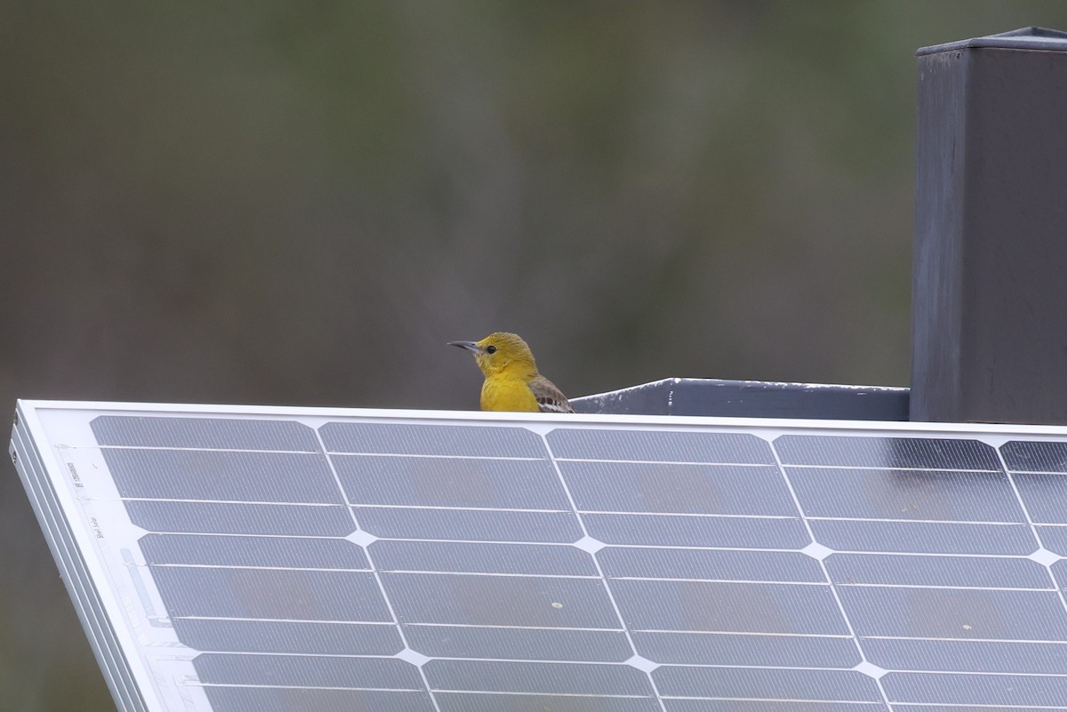 Oriole masqué - ML657511672