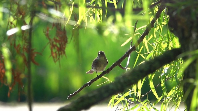 Eastern Phoebe - ML657512012
