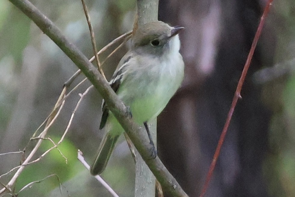 Least Flycatcher - ML657512026