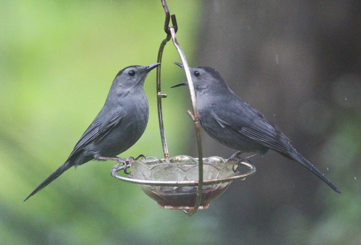 Gray Catbird - ML657512028