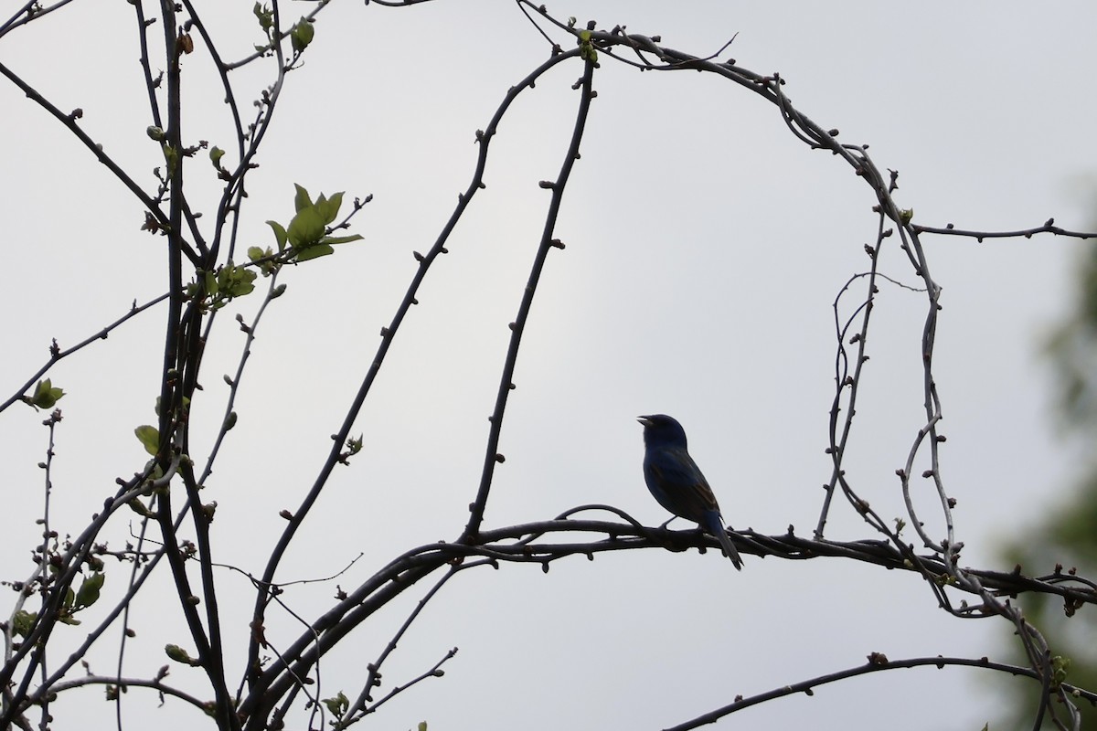 Indigo Bunting - ML657512030