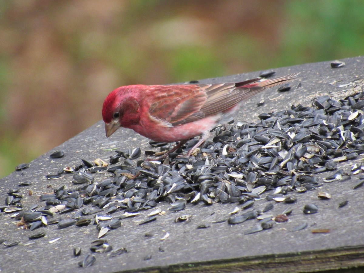 Purple Finch - ML657512031