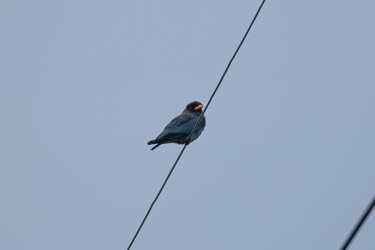 Dollarbird - ML657512032