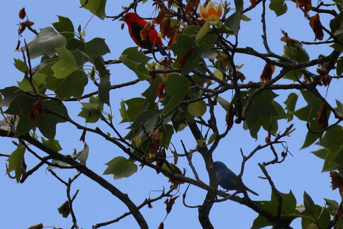 Scarlet Tanager - ML657512034