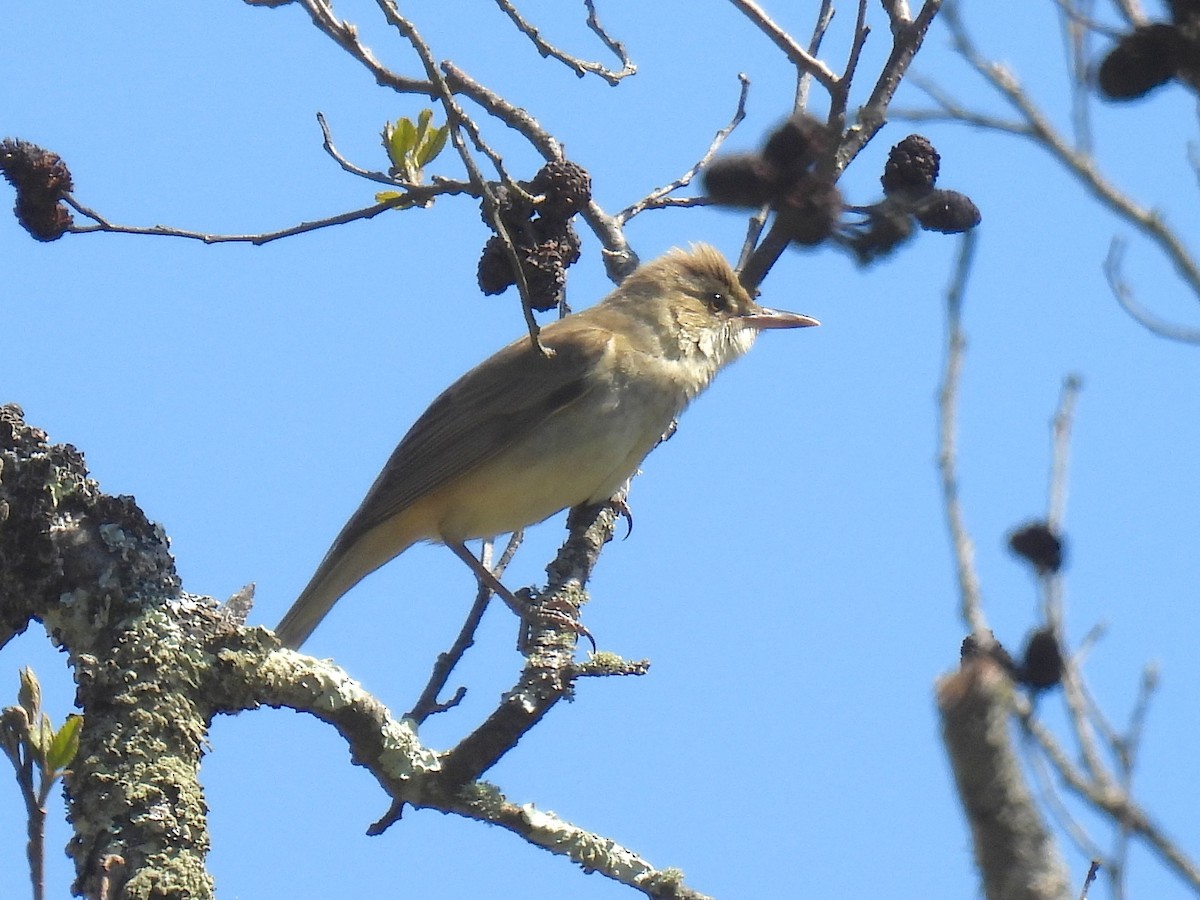Oriental Reed Warbler - ML657512035