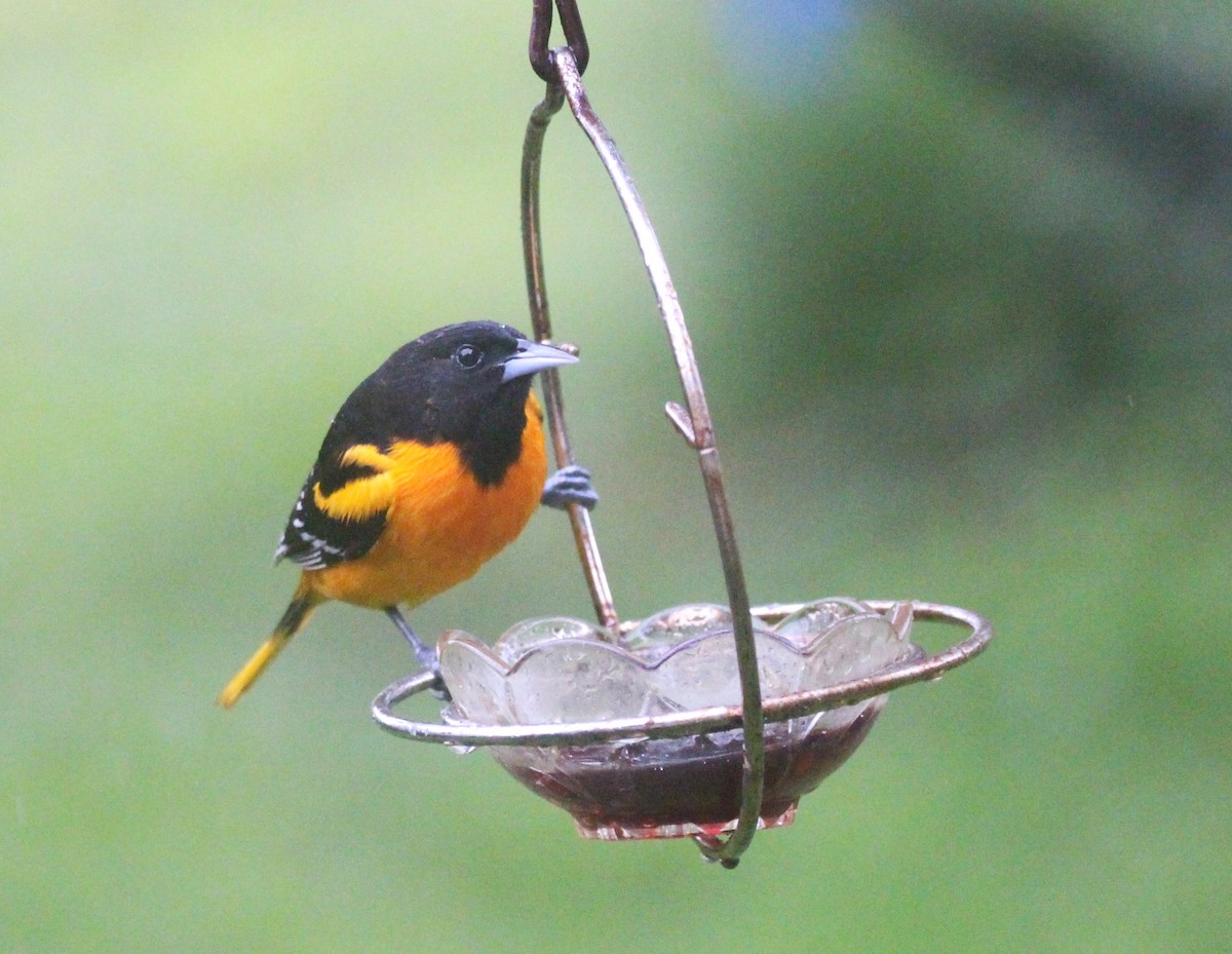 Baltimore Oriole - ML657512043